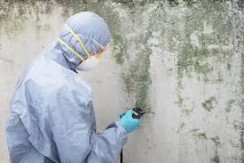 Why You Should Choose Our Mold Remediation Services in Farmers Branch, TX